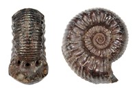 Catacoeloceras raquinianum